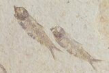 Fossil Fish (Knightia) Plate- Wyoming #111238-1